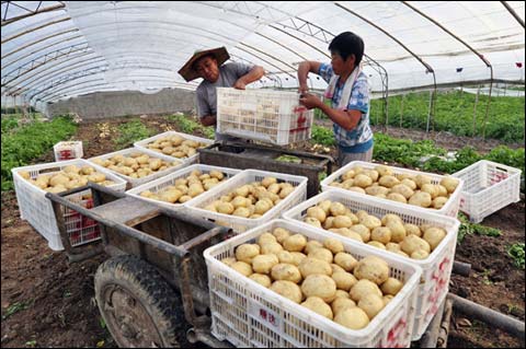 塑料周转筐于农业中的广泛应用